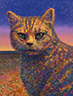 Wild Cat